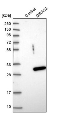 DIRAS3 Antibody, Novus Biologicals 0.1mL; Unlabeled:Antibodies, Polyclonal